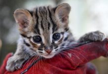 Apple prezanton aplikacionin që monitoron kafshët kur ndodhen vetëm në shtëpi