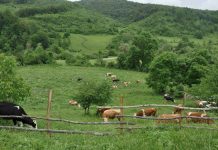 Dyfishohet numri i blegtorëve përfitues nga Skema Kombëtare