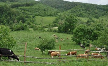 Dyfishohet numri i blegtorëve përfitues nga Skema Kombëtare