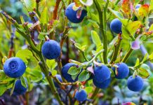 Si të Rrisni Vetë Boronica në Shtëpi