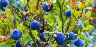 Si të Rrisni Vetë Boronica në Shtëpi