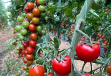 Prodhimi bujqësor organik u rrit në mbi 2 000 ha sipërfaqe