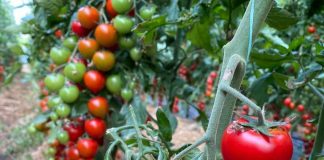 Prodhimi bujqësor organik u rrit në mbi 2 000 ha sipërfaqe