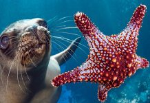 Dita Botërore e Oqeanit