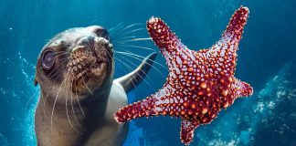 Dita Botërore e Oqeanit