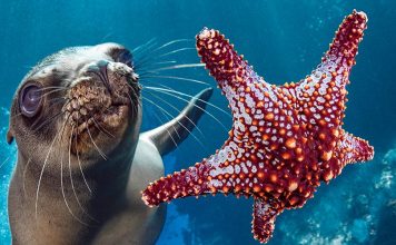 Dita Botërore e Oqeanit