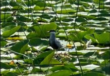 Dallëndyshja e detit faqebardhë, 670 individë në Liqenin e Shkodrës