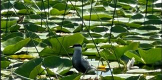 Dallëndyshja e detit faqebardhë, 670 individë në Liqenin e Shkodrës