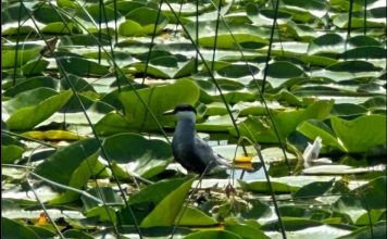 Dallëndyshja e detit faqebardhë, 670 individë në Liqenin e Shkodrës