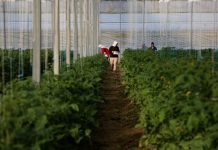 INSTAT: Mbi 84 mijë fermerë të pajisur me NIPT