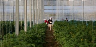 INSTAT: Mbi 84 mijë fermerë të pajisur me NIPT