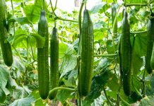 Kastraveci, Perimja e Njomë Që Rritet Lehtë Në Saksi