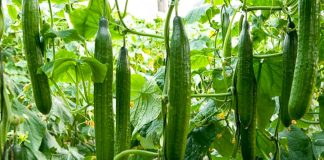 Kastraveci, Perimja e Njomë Që Rritet Lehtë Në Saksi