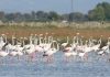 Flamingot pushtojnë rezervatin natyror të Pishporos