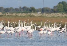 Flamingot pushtojnë rezervatin natyror të Pishporos