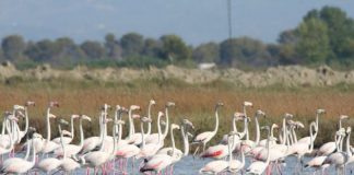 Flamingot pushtojnë rezervatin natyror të Pishporos