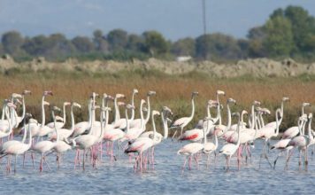 Flamingot pushtojnë rezervatin natyror të Pishporos