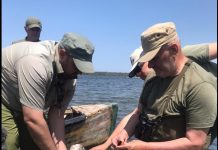 Divjakë-Karavasta, unazohen pelikanët e rinj