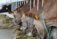 AZHBR: IPARD mbështet zgjerimin e investimeve në fermat blegtorale