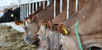 AZHBR: IPARD mbështet zgjerimin e investimeve në fermat blegtorale