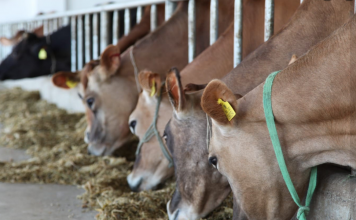 AZHBR: IPARD mbështet zgjerimin e investimeve në fermat blegtorale