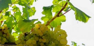 Prodhimi vjetor i rrushit u rrit në mbi 211 mijë tonë