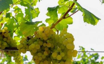 Prodhimi vjetor i rrushit u rrit në mbi 211 mijë tonë