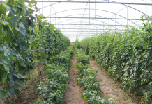 AZHBR: 34 investime u mbështetën nga IPARD II në qarkun e Beratit