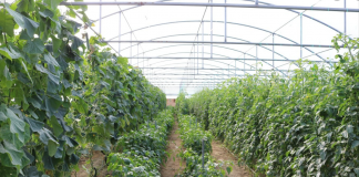 AZHBR: 34 investime u mbështetën nga IPARD II në qarkun e Beratit