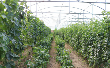 AZHBR: 34 investime u mbështetën nga IPARD II në qarkun e Beratit