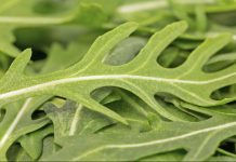 Rukola – Burimi i Mineraleve që Ju Duhen për Uljen e Tensionit të Gjakut