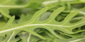 Rukola – Burimi i Mineraleve që Ju Duhen për Uljen e Tensionit të Gjakut