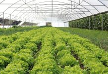 INSTAT: Prodhimi në serra me 7% më shumë, kryesoi rritjen e perimeve në 2022