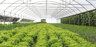 INSTAT: Prodhimi në serra me 7% më shumë, kryesoi rritjen e perimeve në 2022