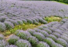Mbi 150 hektarë parcela të mbjella me lavandër në Kushovë të Gramshit