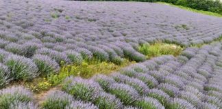 Mbi 150 hektarë parcela të mbjella me lavandër në Kushovë të Gramshit