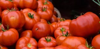 Domatja është Frut apo Perime – Cila Është e Vërteta