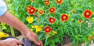 Bimët në Vazo që Thahen Gjatë Verës – Si t’i Risillni në Jetë