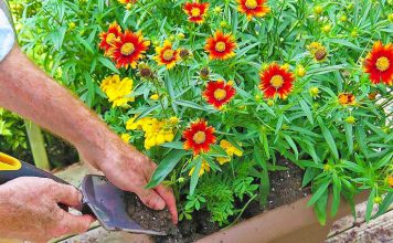 Bimët në Vazo që Thahen Gjatë Verës – Si t’i Risillni në Jetë