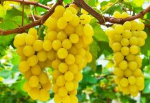 Të Hash Rrush Çdo Ditë – Vlerat Fantastike që Përfiton Organizmi