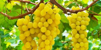 Të Hash Rrush Çdo Ditë – Vlerat Fantastike që Përfiton Organizmi