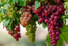 Rrushi me Erë – Krahas Shijes Unike, Fuqi Shëndeti për Organizmin