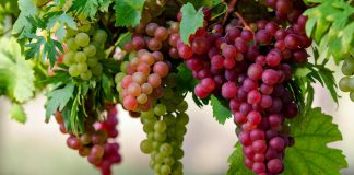 Rrushi me Erë – Krahas Shijes Unike, Fuqi Shëndeti për Organizmin