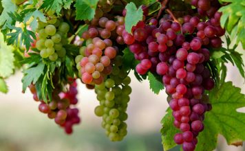 Rrushi me Erë – Krahas Shijes Unike, Fuqi Shëndeti për Organizmin