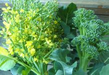 Lulet e Brokolit, Surprizat e një Perimeje Plot Vlera