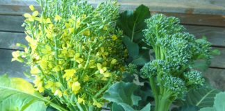 Lulet e Brokolit, Surprizat e një Perimeje Plot Vlera