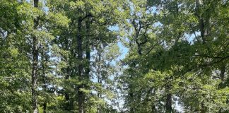 Festa e Dobërgorës, tradita që rizgjohet çdo gusht