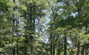 Festa e Dobërgorës, tradita që rizgjohet çdo gusht