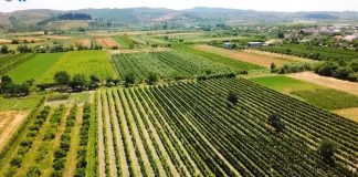 Fushat “e qëndisura” në Libofshë të Fierit