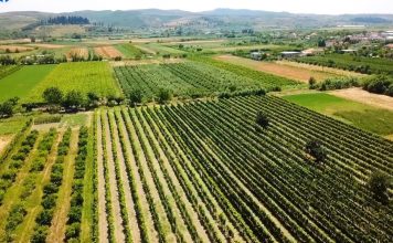 Fushat “e qëndisura” në Libofshë të Fierit